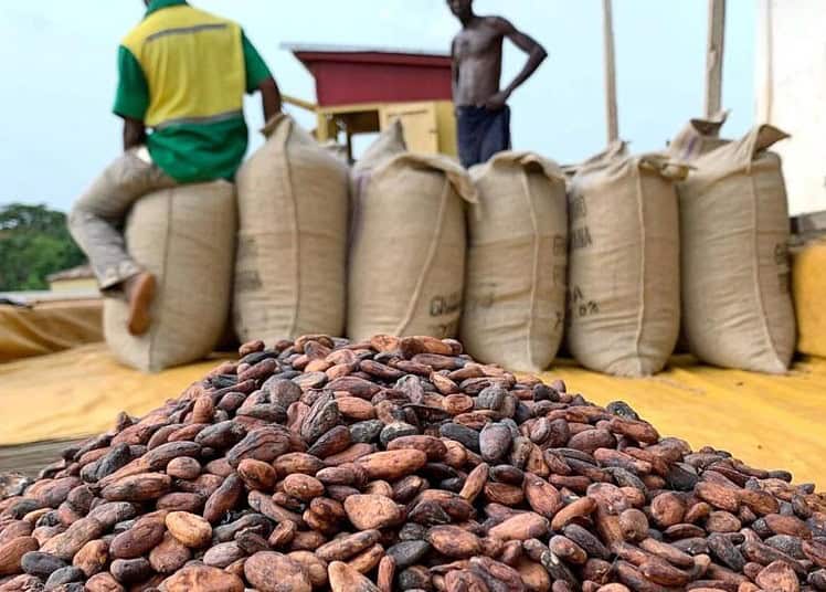 Les défis de l'organisation des producteurs de cacao ivoiriens en coopératives et syndicats