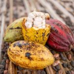 Stabilité des Prix du Cacao au Cameroun