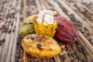 Stabilité des Prix du Cacao au Cameroun