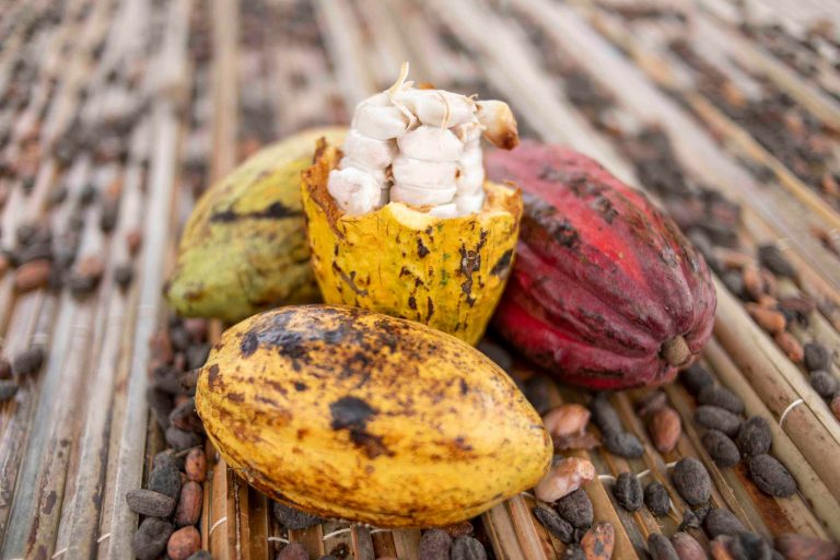 Stabilité des Prix du Cacao au Cameroun